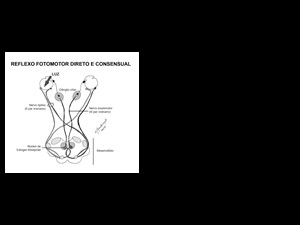 Ilustrações para capítulo de neurologia/oftalmologia