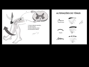 Ilustrações para capítulo de neurologia