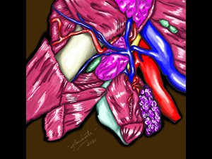 Anatomia da cabeça e pescoço