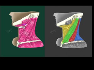 Região Cervical e Trígonos Cervicais