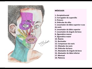 Músculos Mimica Facial